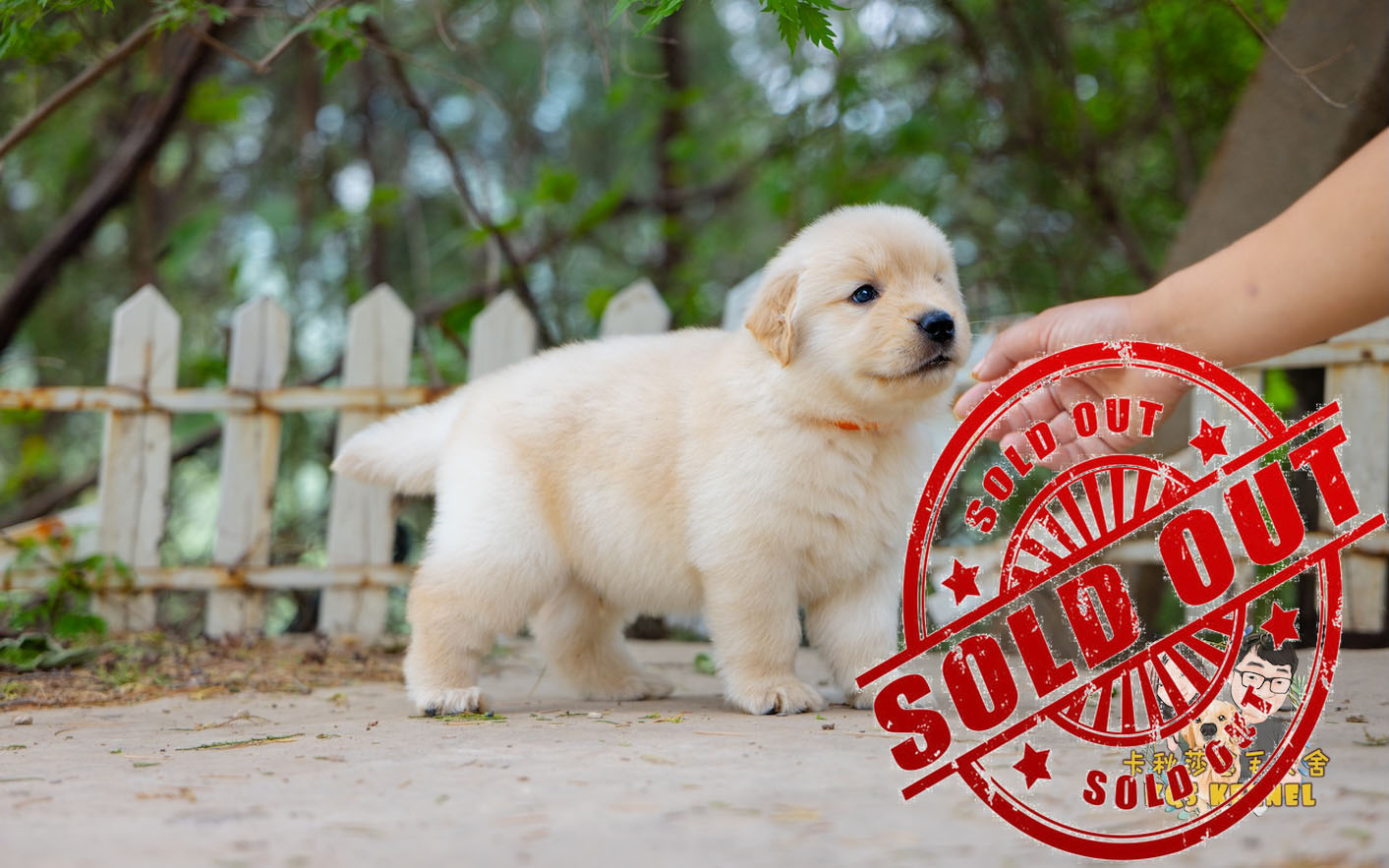 中国登录冠军直子--橙--已售