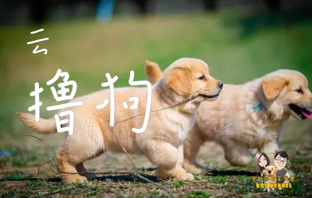 小金毛疯狂暗示“我渴了”
