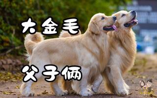 大金毛父子俩的快乐时光