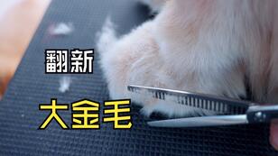 翻新大金毛-石头洗澡记