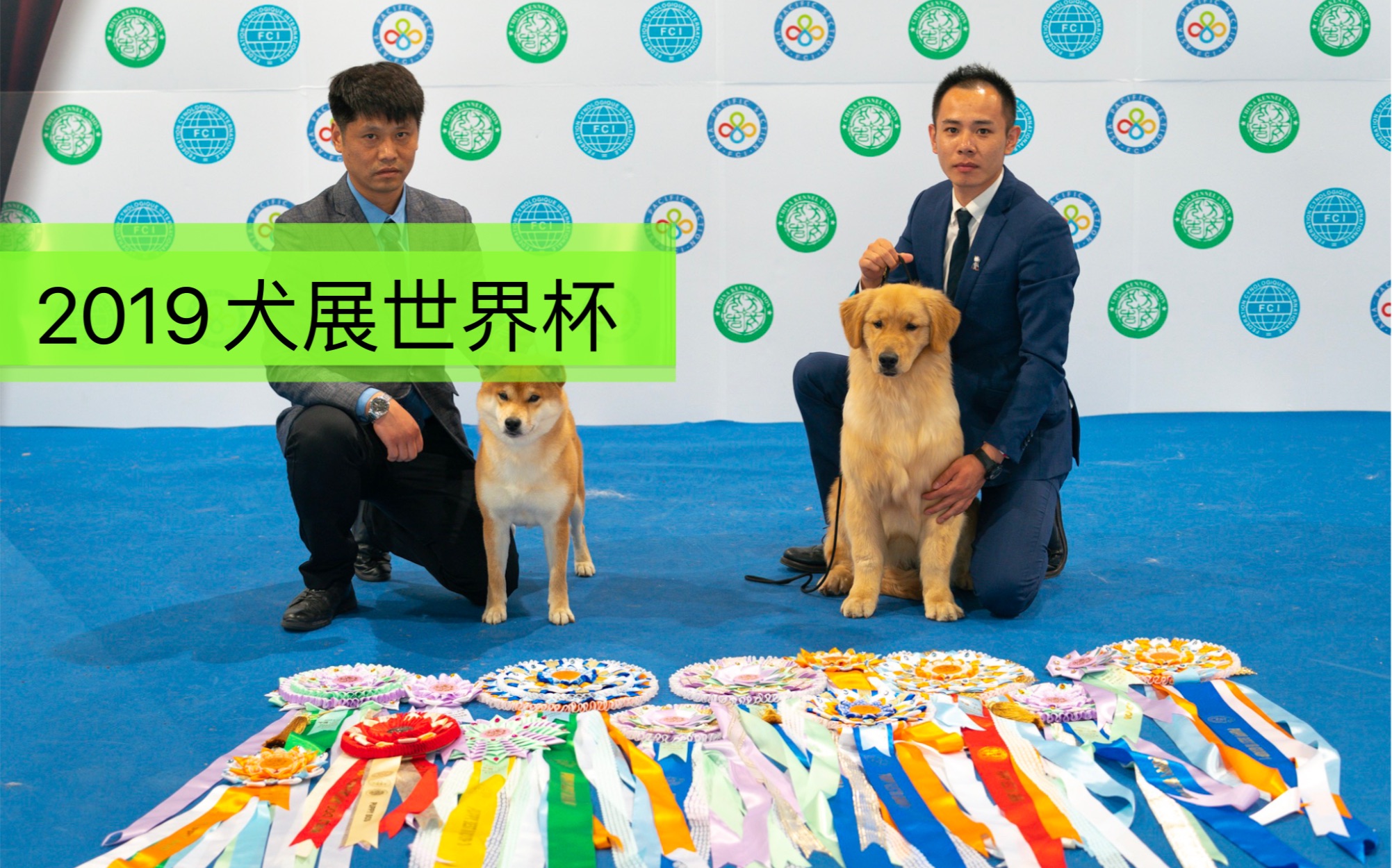 世界杯犬展首次来到中国--我首次来到世界杯犬展