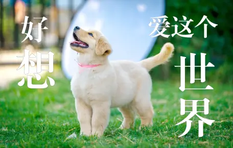 金毛宝宝们，每一秒都很萌